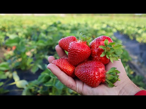 Видео: Розсада полуниці після Покупки-5 Основних НЮАНСІВ