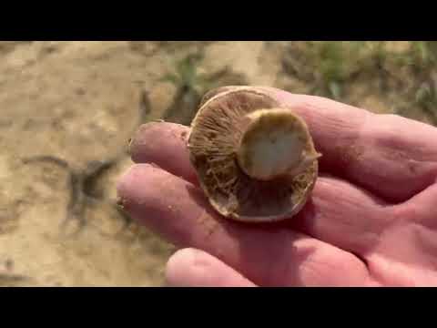 Видео: Маңғыстаудың саңырауқұлақтары