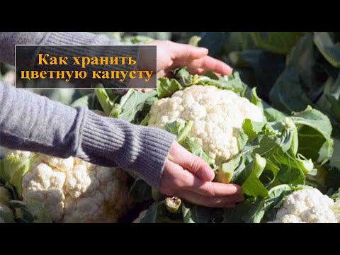 Видео: Как хранить цветную капусту