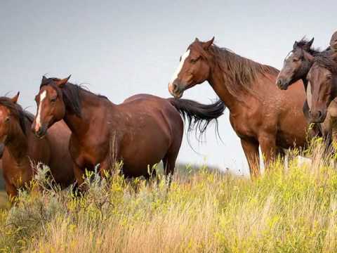 Видео: Во широком, чистом поле