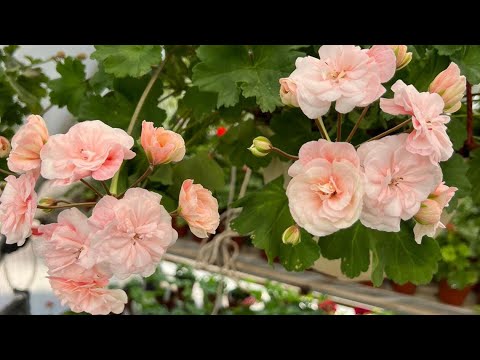 Видео: Бөлмө гүлдөрү. Гулдорубузго ,кышка карай алдын ала даярдык башталды. 3 - бөлүм.