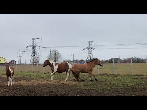 Видео: ‼️Лошади дерутся.‼️Как стабунить кобыл?