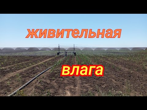 Видео: Первый полив чеснока 🧄.