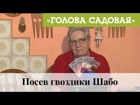 Видео: Голова садовая - Посев гвоздики Шабо