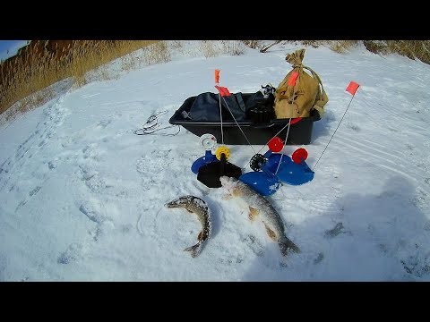 Видео: Весенняя ловля щуки на жерлицы!!!