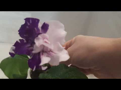 Видео: 4 мая 2024 г.