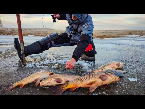 Видео: ОПУСТИЛ КАМЕРУ У БЕРЕГА, А ТАМ ЛОГОВО! Сазаны прут аж удочка репит! Зимняя рыбалка 2024