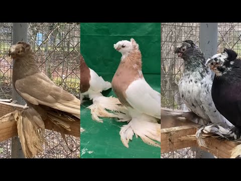 Видео: Малля. Челкарь. Желтый. Нават. Капкан. Тасман. Узбекские двухчубые голуби. Tauben. Pigeons