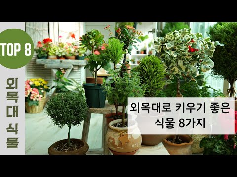 Видео: [4K] 8 растений, идеально подходящих для выращивания в верхушечном саду / Как сделать фигурную ст...