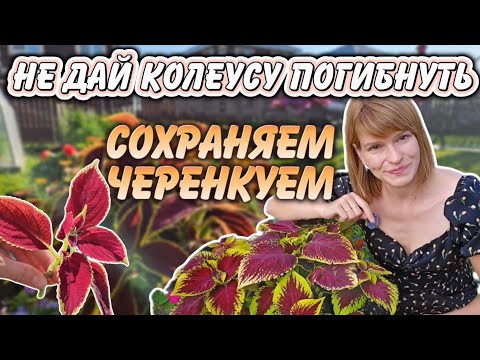 Видео: Не выкидывайте колеусы, пока не посмотрите это видео