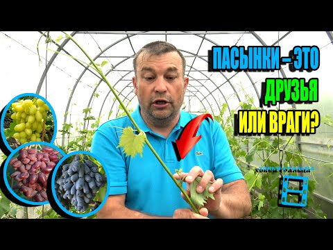 Видео: ВСЕ СЕКРЕТЫ И ТОНКОСТИ ПРО ПАСЫНКОВАНИЕ, ЧЕКАНКУ И ПОДВЯЗКУ ВИНОГРАДА. СЕВЕРНЫЙ ВИНОГРАДНИК 25-21