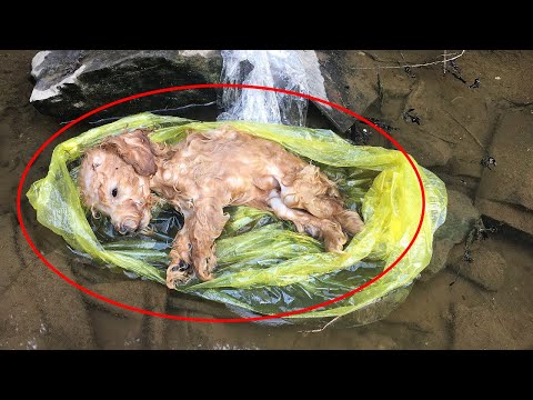 Видео: Люди не замечали пакет, лежащий в канаве, а когда прохожий открыл его – ПРИШЁЛ В УЖАС!