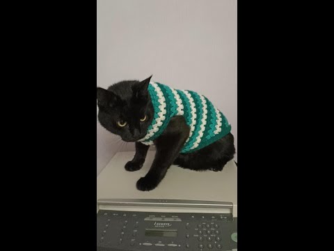 Видео: Свитер Изумруд для кота крючком