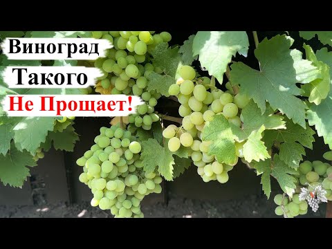 Видео: ВИНОГРАД такого НЕ ПРОЩАЕТ! ОШИБКИ Начинающих ВИНОГРАДАРЕЙ