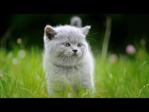 Видео: Музыка для пробуждения кота 😽 Милая фортепианная музыка для котят + звуки природы
