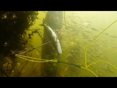 Видео: Подводная охота Лучшие моменты за весь этот сезон ЧАСТЬ 1