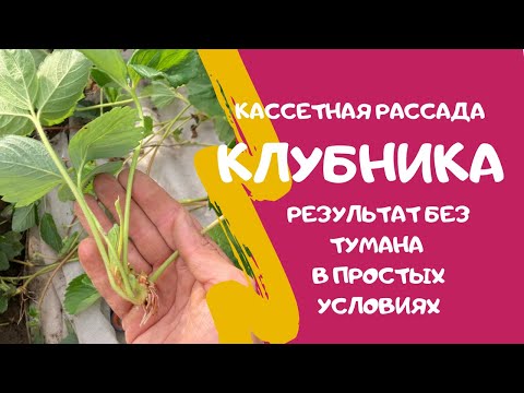 Видео: Кассетная рассада клубники без фоггеров. Отличный результат за 20 дней