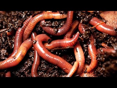 Видео: Как правильно подготовить червей перед рыбалкой.