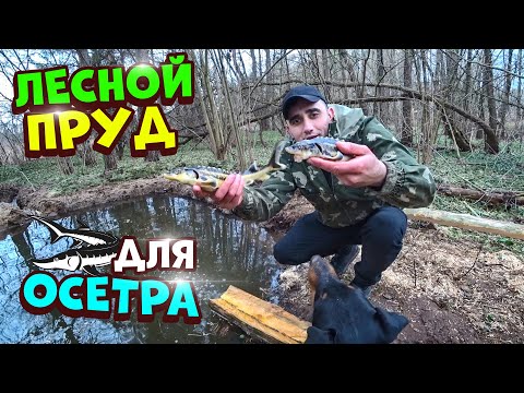 Видео: Выкопал лесной проточный пруд для осетра. Приготовил Английский завтрак