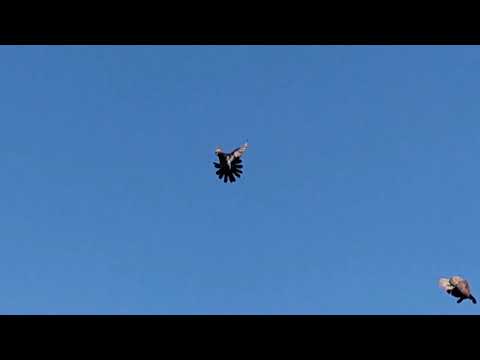 Видео: Кировоградские голуби молодеж.тел 067-705-12-19