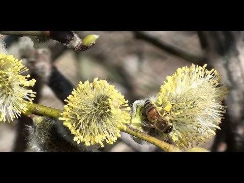 Видео: Разбираемся с ивовыми вместе. Часть 1, ива козья (бредина).