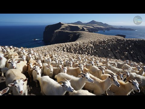 Видео: 15 КОЗ Оставили на Тропическом ОСТРОВЕ | Спустя 40 лет ОН Превратился в ЭТО!