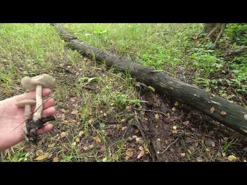 Видео: Грибное ассорти.