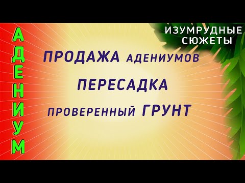 Видео: Адениум Пересадка Продажа.  Проверенный Состав Грунта Для Пересадки Адениума.