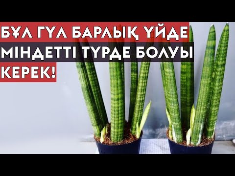 Видео: ОСЫ ГҮЛДІ МІНДЕТТІ ТҮРДЕ ӨСІРІҢІЗ!