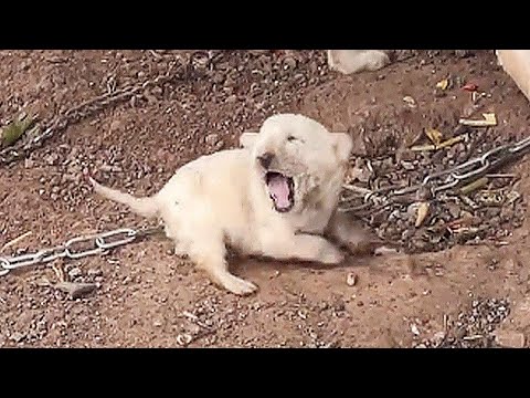 Видео: Сука укусила собственного щенка, защищая еду; прохожий купил раненого щенка за 500 юаней