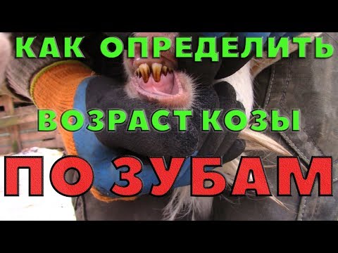 Видео: Как узнать возраст козы? - По зубам