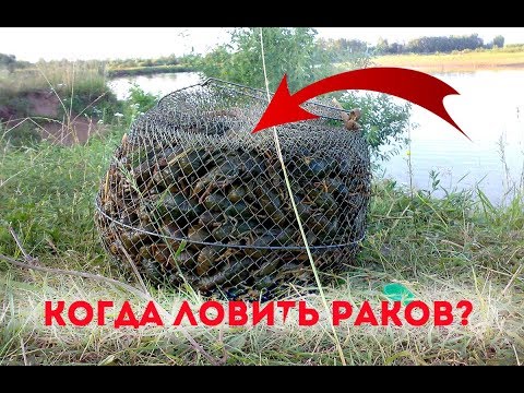 Видео: В каких водоёмах ловятся раки?