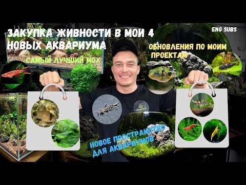 Видео: ЗАКУПКА ЖИВНОСТИ В 4 НОВЫХ АКВАРИУМА | BUYING FISH AND SHRIMP FOR MY LAST 4 PROJECTS
