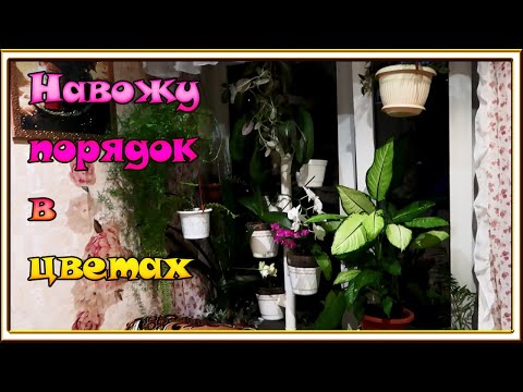 Видео: Комнатные растения на кухонном окне/ Пересадка и уборка /Аспарагусы, Кливия, Папортник, Орхидеи