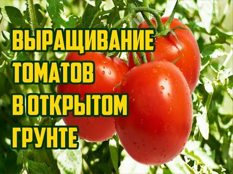 Видео: ВЫРАЩИВАНИЕ ТОМАТОВ В ОТКРЫТОМ ГРУНТЕ / ПОМИДОРЫ ОТ ВЫСАДКИ ДО СБОРА УРОЖАЯ