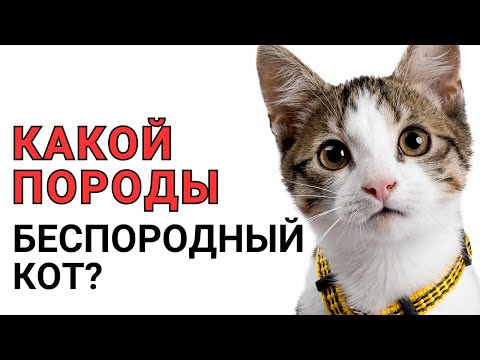 Видео: Какой породы БЕСПОРОДНЫЙ КОТ? Узнайте ПРАВДУ о домашних кошках!