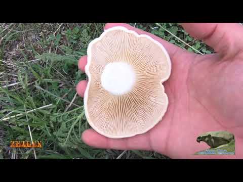 Видео: Первый и последний весеняя охота за грибами .