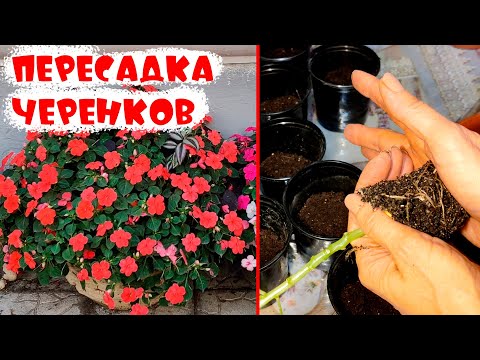 Видео: Пересадка бальзамина! Нюансы правильного выращивания черенков бальзамина