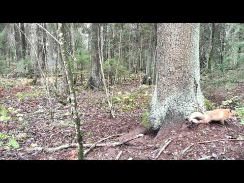 Видео: Проверка капканов, два дуплета по лисе.