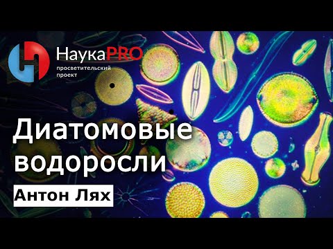 Видео: Диатомовые водоросли | Лекции по биологии – Антон Лях | Научпоп | НаукаPRO