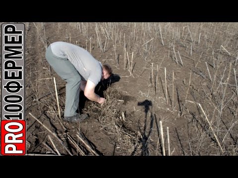 Видео: Где моя селитра? А амофос остался.