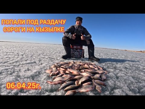 Видео: ПОПАЛИ ПОД РАЗДАЧУ СОРОГИ НА КЫЗЫЛКЕ. 06.04.2025г.