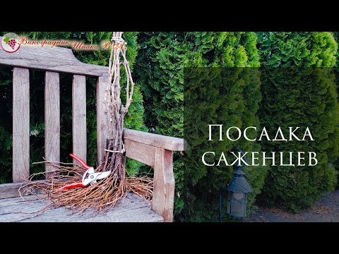 Видео: Легко и просто сажаем саженцы винограда. Посадка саженцев винограда