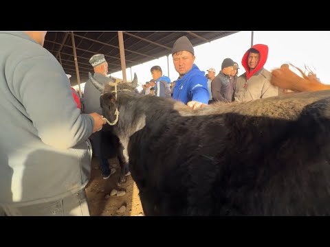 Видео: БОЗОРИ ЧОРВО РЕГАР НАРХИ БУКА 5 ноября 2025 г.