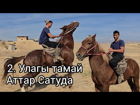 Видео: Бүгүн 31 октября 2025 Улагы Тамай 2 Ат сатуга чыкты #атбазар #horse #жылкыбазар #продажалошадей #rek