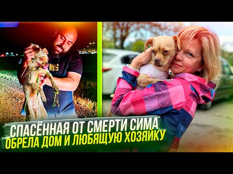Видео: Истощенная с трассы Сима обрела дом за 2100 км, отправилась из Ставрополя в Питер. Чудеса случаются