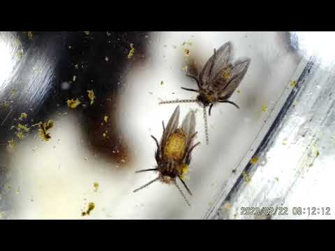 Видео: Гипоаспис - почвенный хищный клещ