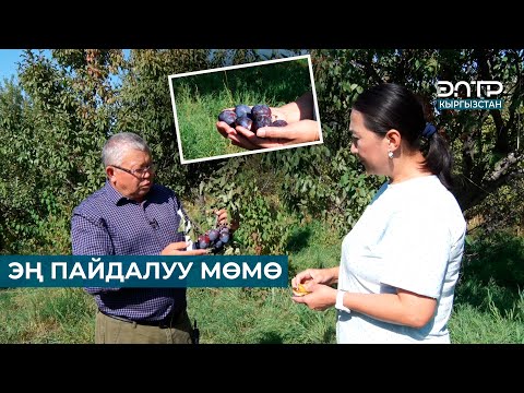 Видео: ЭҢ ПАЙДАЛУУ МӨМӨ // ЧАРБАКЕР