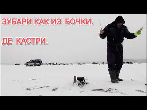 Видео: Куча зубарей и народа. Де кастри.