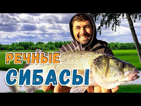 Видео: Поймал огромного СИБАСА в реке | Рыбалка на СИБАСА в Греции